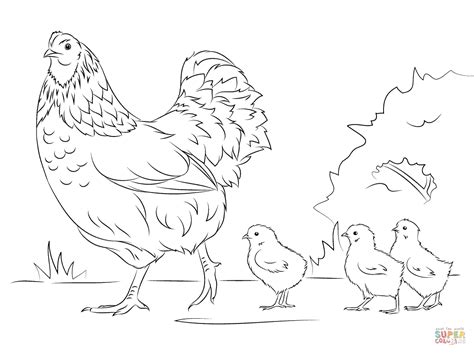 Coloriage Poule Et Mignons Poussins Coloriages Imprimer Gratuits