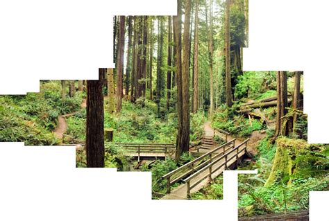 Arcata Community forest | Humboldt county, Humboldt, Northern california