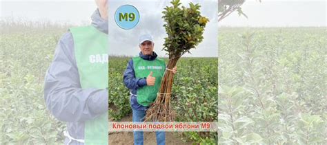 Клоновый подвой яблони М9 купить в Белогорске | Товары для дома и дачи ...