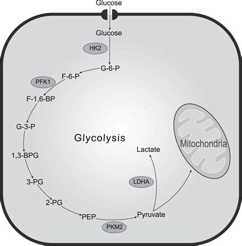 Functions Of Key Enzymes Of Glycolytic Metabolism In Tumor