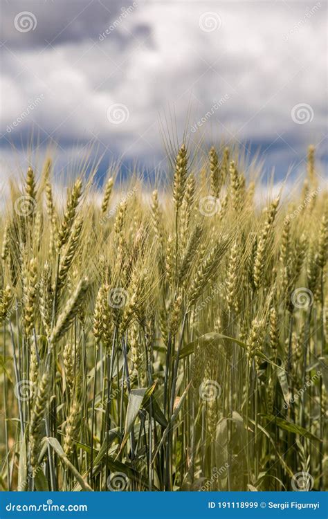 A Wheat Field Fresh Crop Of Wheat Stock Image Image Of Golden Farm