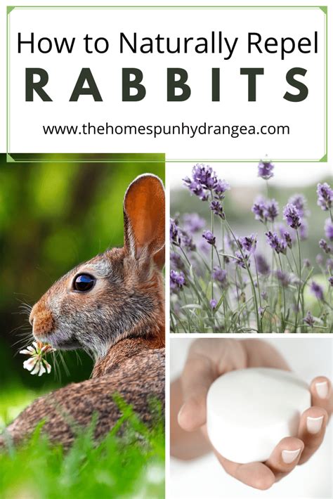 Ways To Repel Rabbits From Your Garden Naturally