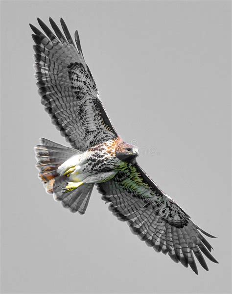 Wild Flying Bird Of Prey Juvenile Red Tailed Hawk Buteo Jamaicensis