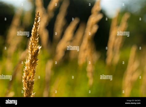 Field Weeds High Resolution Stock Photography And Images Alamy