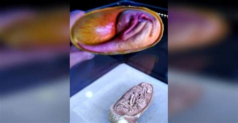 Perfectly Preserved Dinosaur Embryo Found In Egg — Analysis Mass News