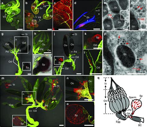 Sperm Mediated Paternal Transmission Of RGDV From V Males To