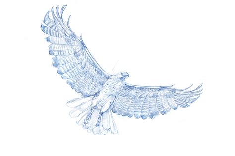 How To Draw A Hawk Flying Step By Step