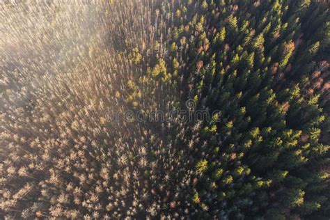 Aerial Scene Over A Misty Pine Forest In Sunrise Light Stock Photo