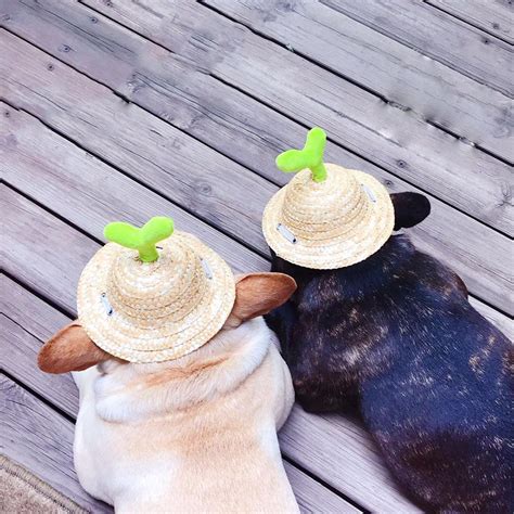 Dog Spinning Straw Hat With Drawcord Bulldog Accessories Frenchiely