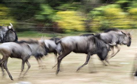 Wildebeest running - Stock Image - C021/6422 - Science Photo Library