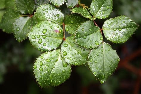 Malattie Delle Rose E Come Curarle Oidio Afidi E Ticchiolatura