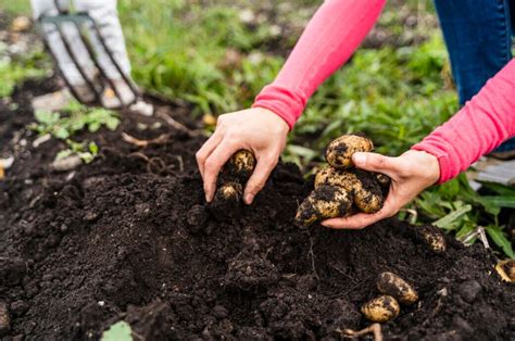 Typische Fehler Beim Ernten Von Kartoffeln Myhomebook