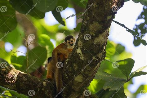 Cute Squirrel Monkeys In The Jungle Of Costa Rica Stock Image Image