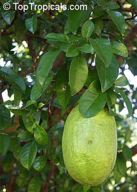 Citrus Bergamia Bergamot Orange