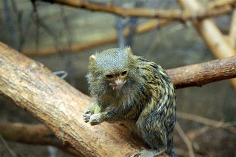 Finger Monkey | Pygmy Marmoset (Finger Monkey) Animal Facts ...