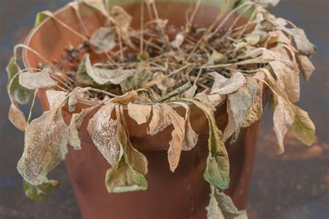 How To Stop Your Plants Dying While Youre Away On Holiday The