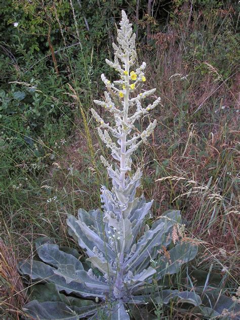 Flora Fauna Y Fungi Del Valle Del Rudr N En Burgos Gordolobo