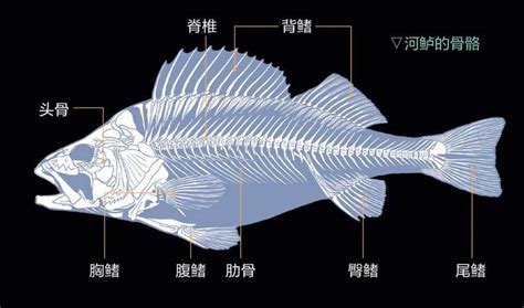 鱼骨头图片结构鱼骨头图片图片素材 伤感说说吧