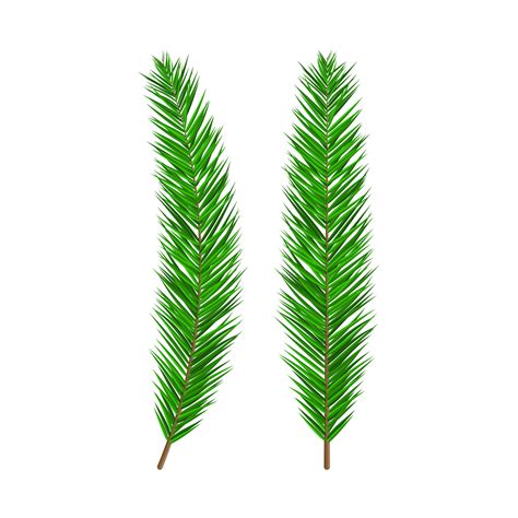 Green Lush Spruce Branch Evergreen Tree Fir 35879053 Vector Art At