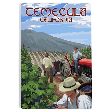 Temecula, California, Wine Grape Harvest (12x18 Aluminum Art, Indoor