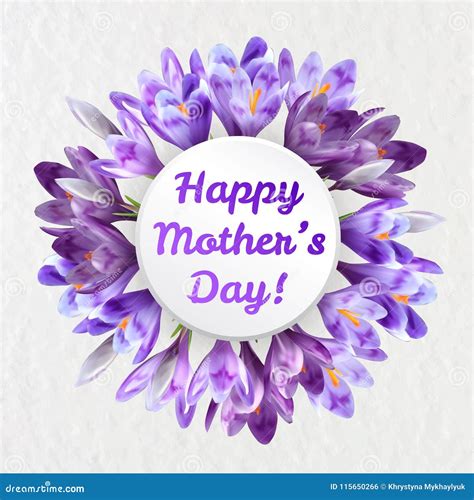 Mothers Day Greeting Card With Crocus Flowers Stock Vector