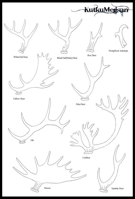 North American Antlers Basic Tutorial KutkuMegsan By KutkuMegsan On