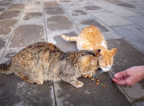 What To Feed Stray Cats How To Help Strays In Your Neighborhood Cat Loaf Kitty Loaf