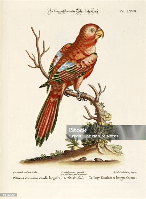 Bird Illustration Parrot Stock Illustration - Download Image Now - 18th ...