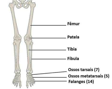 O Que É Parte Inferior - Membro inferior: ossos e músculos - Toda Matéria
