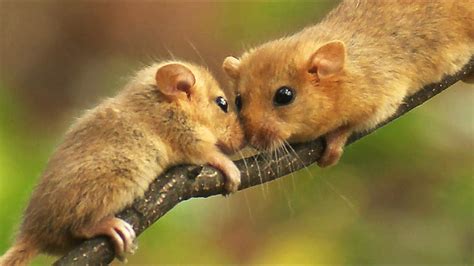 Hazel dormouse - Alchetron, The Free Social Encyclopedia