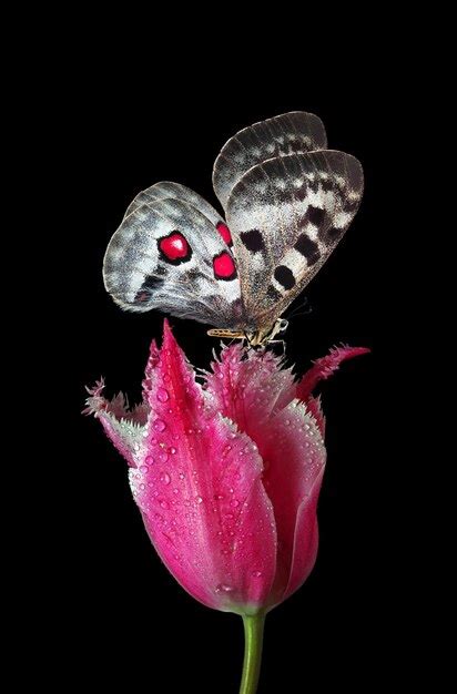 Premium Photo Two Butterflies Are On A Pink Flower With The Words