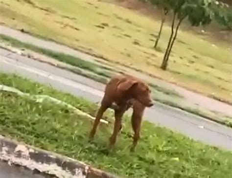 Câmara Cogita Instauração De Cei Para Apurar Suposto Abandono De Cão