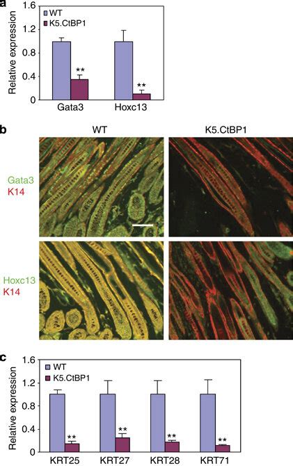 Downregulation Of Dlx Target Genes In K Ctbp Skins A Wild Type