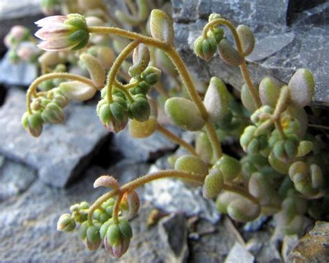 Dlakavolistna Homulica Sedum Dasyphyllum Slovenska Flora