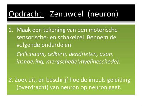 Anatomie Zenuwstelsel Ppt