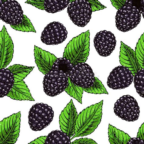 Bramble Background Stock Vector Illustration Of Graphic 29468834