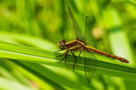 Libélula Insecto Macro Foto gratis en Pixabay Pixabay