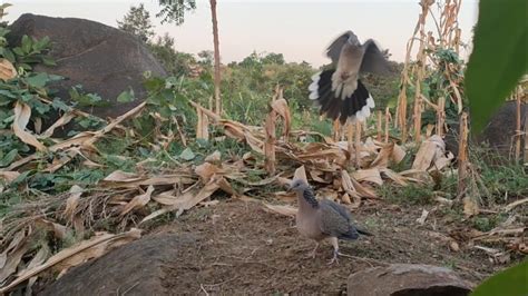 Mikat Burung Tekukur Part Bl Jadi Pikat Di Lokasi Youtube