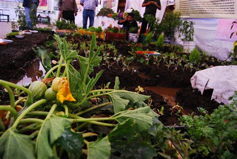 Promueve Agricultura Huertos Familiares Biointensivos En Zonas De