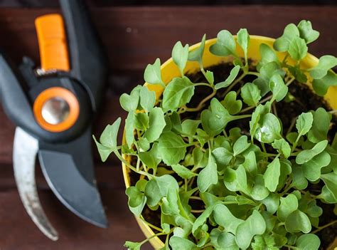 Comment Faire Un Potager Urbain Sur Votre Balcon Guide Complet Pour