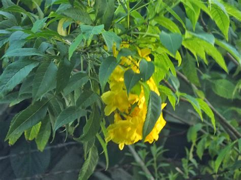 Photography With Dr Ernie Yellow Bignonia Tecoma Stans