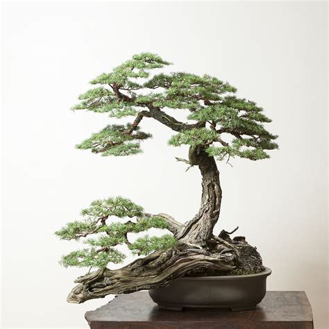 Pin De Kevin Maxwell En Bonsai Plantas Bonsai Rboles Bonsai Jard N