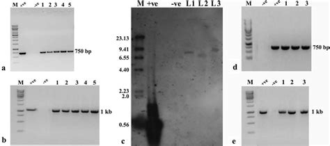 Integration and inheritance of transgene in different generations of... | Download Scientific ...