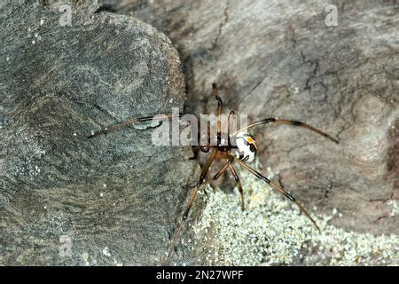 Male katipo spider (Latrodectus atritus Stock Photo - Alamy