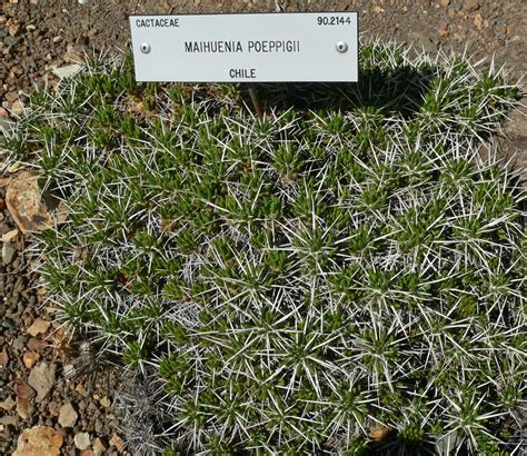 Cuántos tipos de cactus hay y cómo se cuidan