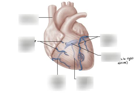 A P Lab 2 Exam 1 Heart Diagram 5 Diagram Quizlet