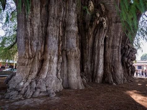 Arbol De Ahuehuete