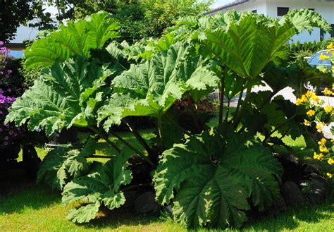 Plantes D Ext Rieur Grandes Feuilles