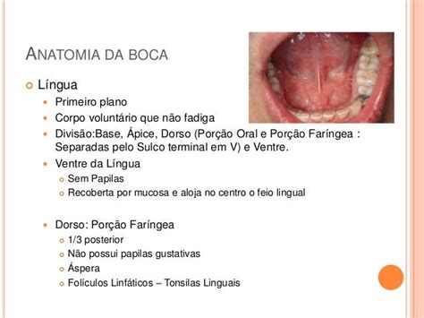 Anatomia Bucal