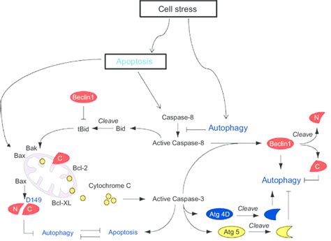 1 Cross Talk Between Apoptosis And Autophagy Autophagy And Apoptosis